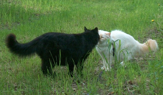 pusu_20040616.jpg