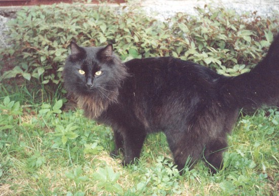 tirppuli_1993_1.jpg