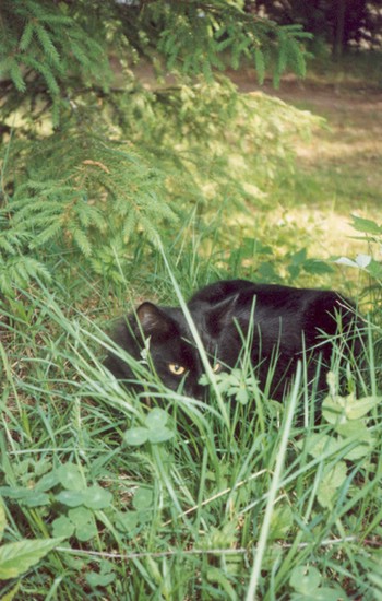 tirppuli_1993_2.jpg