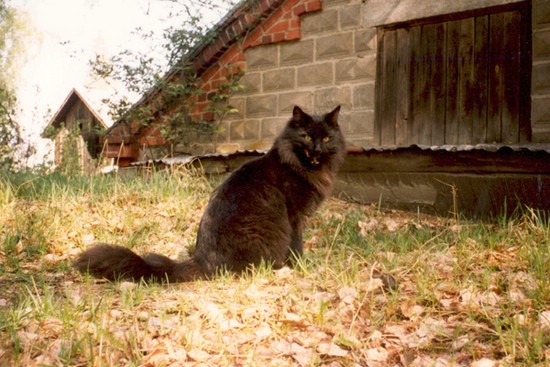 tirppuli_19940515.jpg