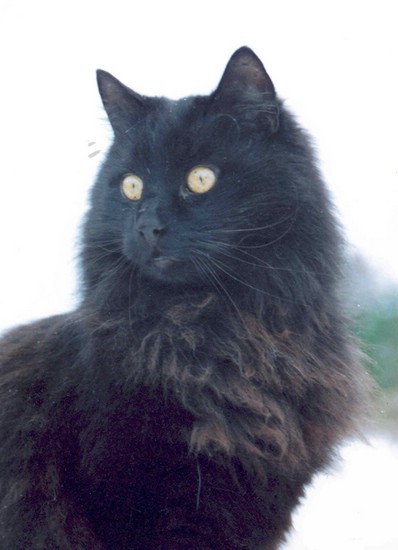 tirppuli_20020313.jpg
